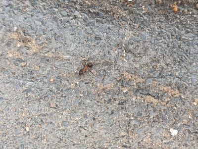 The image shows a single ant on a dark, pebbly surface that appears to be asphalt or a similar type of ground. The ant is reddish-brown with a darker head and abdomen. It is positioned in the lower left quadrant of the image, facing towards the left and slightly upwards. The surface is uneven, with small stones and grains of sand scattered across it. Some areas of lighter sand are visible, contrasting with the darker gray of the ground. The lighting suggests it could be daytime, but no strong shadows are apparent, and the overall mood is neutral. There is no visible text in the image. The setting is likely an outdoor area, possibly a path, road, or construction site, given the materials visible. The ant's activity is unclear, but it appears to be walking. The image is a close-up view, focusing on the texture of the ground and the ant itself.
