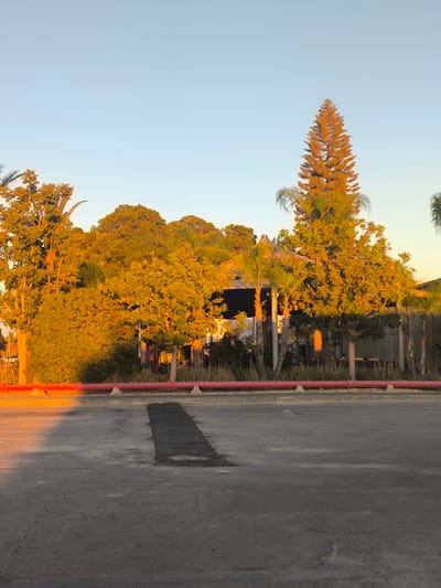 The image depicts a bright, sunny day in Dimona, Israel. The scene is an outdoor setting, possibly a parking lot or an area adjacent to a building with some trees and palm trees. The sun is low in the sky, casting a warm, golden light on the foliage, suggesting it's either early morning or late afternoon. The sky is clear and a pale blue.
In the foreground, there is an asphalt surface with some patching. A red pipe runs horizontally across the middle of the image, supported by concrete blocks. Behind the pipe, a lush, green hedge or dense foliage can be seen, which then transitions into various trees, including a tall, conical evergreen tree that is prominently lit by the sun. Several palm trees are also visible, their fronds reaching upwards.
Behind the trees, parts of a building are visible, with a roof structure that appears to be covered. The golden light illuminates the leaves and branches of the trees, creating a vibrant and almost glowing effect. The overall atmosphere is serene and peaceful, with the warm light contributing to a tranquil mood. There is no visible text in the image.