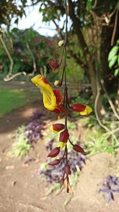 A *Thunbergia mysorensis* (Lady Slipper Vine) inflorescence is centrally positioned, hanging vertically, showcasing multiple yellow and dark red blossoms and buds on a slender, dark stem. The most prominent open flower features a tubular yellow corolla with visible interior detail, encased by a dark red calyx and exhibiting red markings on its exterior. Below it, a series of smaller, less mature flowers and buds are present, displaying consistent dark red and yellow coloration.

The scene is an outdoor garden or park environment located in Gisenyi, Rwanda. The foreground, positioned in the lower left quadrant, consists of light brown soil interspersed with patches of purple-leafed ground cover and green herbaceous plants. The midground and background, rendered in soft focus, reveal dense green foliage, tree trunks, and distant indications of red flowering shrubs against a bright, possibly overcast, sky. No human subjects, objects other than flora, or discernible actions are depicted.