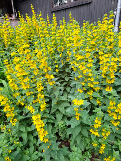 In Pellingen, Germany, a lush bed of yellow flowers, likely Lysimachia punctata (dotted loosestrife), thrives in front of a dark wooden building. The flowers, with their star-shaped petals, form dense clusters along tall green stems, creating a vibrant tapestry of color. The building, with its vertical wood paneling, provides a rustic backdrop. A person is partially visible through an open window on the left side of the building, suggesting an outdoor residential or community setting. The overall scene is one of natural beauty set against a man-made structure, evoking a sense of tranquility and the peak of summer bloom.