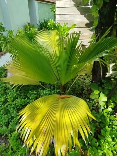 A high-angle, medium shot captures a small, vibrant garden area beside a light-colored building and a wooden fence. The foreground is dominated by two large, fan-shaped palm fronds, one predominantly bright green and the other a striking yellow with some browning on the tips. These fronds appear to be either fallen or part of a low-lying palm plant. They rest on a bed of dense, bright green ground cover. In the mid-ground, a larger, healthy palm plant with more green fronds stands tall, its leaves fanning out. Behind the palm plant, a dark tree trunk is visible, partially obscured by foliage. The background shows a textured wooden fence composed of horizontal planks, a portion of a light-colored building with a horizontal window, and more lush green vegetation. The lighting suggests a sunny day, with shadows casting onto the wooden fence. The scene is set in the city of Kendhoo, Maldives.