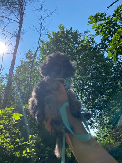 A low-angle outdoor shot captures a person holding a small, dark, fluffy dog against a backdrop of lush green trees and a bright blue sky. The sun shines brightly, casting a lens flare to the left of the frame. The dog is wearing a light blue collar. The surrounding foliage is dense, with some trees appearing bare. The scene suggests a sunny day in a wooded area. There is no visual information present to confirm the location in the city of Ligolambi, Russia.