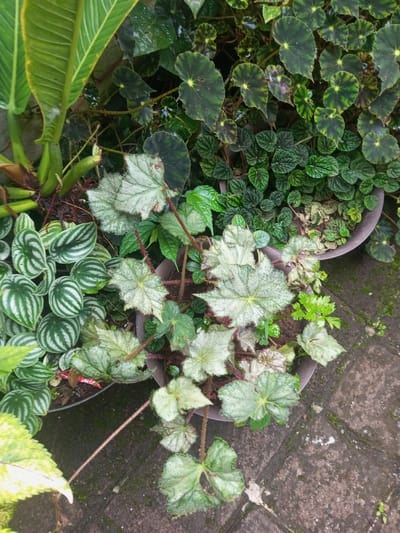 A collection of potted plants thrives outdoors. Visible are the striped leaves of a watermelon peperomia, large green leaves of an unidentified plant, and various begonias. One begonia features speckled, rounded leaves, while another displays silver-green, textured foliage with reddish stems. A small-leaved, dark green plant fills a pot alongside the speckled begonia. The pots are set upon a stone-tiled surface.