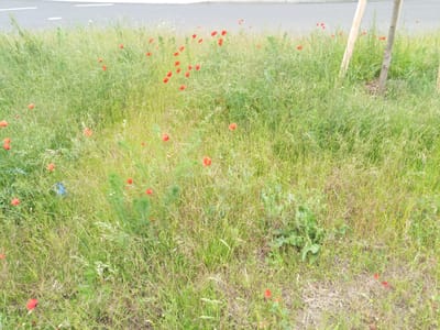 The image shows a roadside verge with tall green grass and scattered red poppies. A paved road with white lines is visible at the top of the image. Two wooden posts, likely supports for a young tree, are present in the grass on the right side of the frame. The ground is covered in vegetation, with some dry, light-brown grass mixed in with the green. The scene is typical of a rural or semi-rural environment, likely on the outskirts of a town. Wutha-Farnroda is a town in the Thuringia region of Germany, known for its natural landscapes and proximity to the Hörselberge hills.