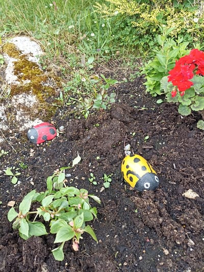 A close-up, top-down view of a garden bed in Annagry, Ireland. The scene depicts dark, rich soil with scattered small green shoots and some gravel. In the foreground, a small plant with vibrant green leaves and pale pink buds is centered. To the left, a red and black painted ladybug rock sits on the soil. To the right and slightly further back, a yellow and black painted ladybug rock is also on the soil. Behind the yellow ladybug, a cluster of bright red geranium flowers with green leaves adds a pop of color to the right side of the frame. In the background, lush green grass and some yellow-green foliage can be seen. A large, moss-covered gray rock is visible on the left side of the image. The lighting suggests it is daytime, with no strong shadows, indicating perhaps an overcast day. The overall impression is one of a charming, decorated garden space. There is no visible text.