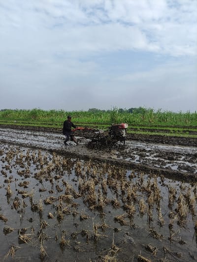 The image captures an outdoor agricultural scene in Wonoayu, Indonesia, depicting a person engaged in fieldwork within a muddy rice paddy. The primary subject is a sole individual, dressed in dark attire, operating a motorized power tiller or rotavator. This small, red-and-black machine is churning the waterlogged soil, preparing the field for planting. The ground is characterized by thick mud and standing water, with visible remnants of straw or stubble from a previous harvest.
In the mid-ground, a vibrant green field of young crops or vegetation stretches horizontally, contrasting with the dark, cultivated mud. Beyond this, a hazy horizon separates the fields from a cloudy sky. The sky is bright and largely overcast with scattered clouds, indicating a daytime setting, possibly late morning or afternoon, with soft, diffused natural light. No strong shadows are present. The activity portrayed is consistent with the initial stages of rice cultivation, such as puddling the soil. No discernible text or specific emotional expressions are visible; the person appears focused on the task at hand, reflecting a scene of diligent farm labor.