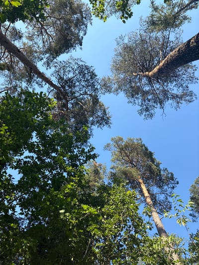 The image is a low-angle shot looking up into the canopy of a forest against a clear blue sky. The forest is comprised of mature pine trees with rough bark and dark green needles, interspersed with deciduous trees displaying vibrant green leaves. Sunlight filters through the branches, creating dappled light and shadows. In the distance, the silhouettes of more trees are visible against the sky. The scene depicts a natural environment, likely a park or wooded area, with no people or man-made structures immediately apparent. The image captures the feeling of being under a dense tree canopy on a bright, sunny day. The location is identified as Żurawiniec, Poland.