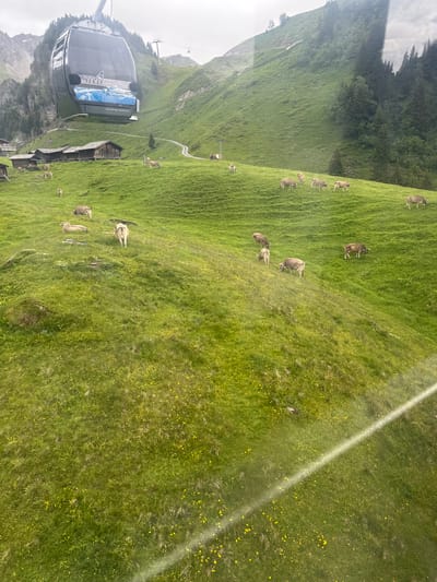 The image shows a view from a cable car descending towards the village of Hasliberg Reuti, Switzerland. The cable car, labeled "ALPEN TOWER" and "www.meiringen-hasliberg.ch", is in the foreground. Below the cable car, a steep green mountainside is dotted with numerous brown cows grazing. Several traditional wooden chalets are visible on the lower slopes. The landscape is characterized by lush green meadows, rocky outcrops, and scattered trees on the upper mountain. The sky is overcast, and a ray of light is visible in the lower right corner of the frame, possibly indicating a reflection on the cable car window.