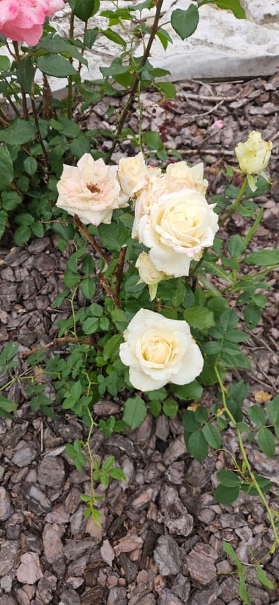 This is a close-up, vertically oriented photograph of a rose bush in Рождествено, Russia. The bush features several pale yellow to cream-colored roses, some in full bloom and others as buds. The roses have delicate petals with subtle pinkish-red markings. The foliage is a deep green, and the stems are thorny. The ground is covered with dark brown, irregular pieces of wood mulch. In the upper left corner, a hint of a pink rose is visible. A white, textured surface, possibly a wall or foundation, is present in the background, partially obscured by the foliage. The lighting suggests an overcast day, providing soft, diffused illumination. There are no people or animals present in the image.
