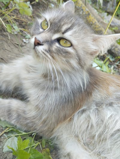 A close-up, overhead shot focuses on a fluffy, grey and white striped cat lying on the ground outdoors. The cat's bright yellow eyes are looking upwards and to the left, and its pink nose is visible. Its long white whiskers fan out from its snout. The cat's fur is a mixture of grey, white, and hints of brown, and appears slightly matted in places. It is surrounded by dirt, green leaves, and some dry grass. A textured, yellowish-green object, possibly a piece of concrete or wood, is visible in the upper right portion of the frame. The image appears to have been taken in a rural or garden setting.