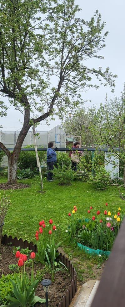 The image depicts a garden scene in Капань Снт, Russia. In the foreground, there's a large tree with sparse foliage. A greenhouse is visible in the background, partially obscured by the tree. Two people are near the greenhouse. The garden features red and yellow tulips, a flower bed with decorative edging, and a solar light. The sky is overcast. A person wearing a blue shirt is standing near the greenhouse. Another person with reddish hair is also visible near the greenhouse. The ground is covered with green grass.