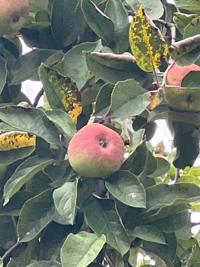 The image is a close-up shot of an apple tree with several apples and leaves. One prominent apple in the foreground is partially red and green, with its stem visible. Other apples, some green, are visible in the background. The leaves are predominantly green, but some show signs of yellowing and spotting. The background is a blur of foliage and sky. The scene appears to be outdoors, possibly in a garden or orchard. The image does not contain any people or provide any specific details about its location in Poletaevo, Russia.