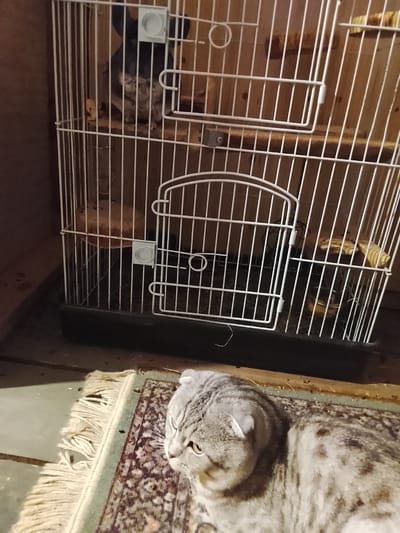 A gray and white Scottish Fold cat lies on a patterned rug in front of a white wire cage. Inside the cage, a gray chinchilla is perched on a shelf. The cage has multiple levels and accessories. The location is Высокиничи, Russia.