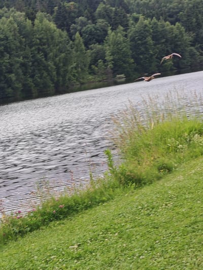 The image depicts a tranquil natural scene with a body of water and a forested backdrop. Two birds are captured mid-flight over the shimmering water. The foreground is a lush green grassy slope dotted with small white flowers and some pink wildflowers. The water exhibits a rippled surface, reflecting the overcast sky and creating a textured pattern of light and shadow. Behind the water, a dense line of green trees forms a natural boundary, with the forest extending up a gentle slope. The overall impression is one of a peaceful, natural environment, possibly a park or a nature reserve. The provided location "Росинка Кп, Russia" suggests an outdoor setting within that region.