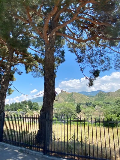 The image depicts a scenic view of rolling green hills and mountains under a bright blue sky with scattered white clouds. In the foreground, two large trees with textured bark and dark green pine needles dominate the scene. A black wrought-iron fence runs horizontally across the lower part of the image, separating the viewer from a field of dry, yellowish grass. Beyond the fence, the landscape transitions into a densely forested area, followed by the undulating hills and distant mountains. A prominent feature on one of the hills in the background is a stone structure, possibly a monastery or castle, perched atop the rocky outcrop. The overall impression is one of a serene, natural landscape with a hint of historical architecture. The scene appears to be located in a rural or mountainous area, likely Georgia, given the mention of the country in the prompt.