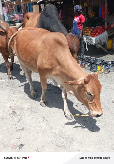 The scene depicts an outdoor urban environment in Kitengela ward, Kenya, under bright daylight. Three bovine animals are prominent. In the immediate foreground, a light brown cow with small, curved horns has its head lowered, consuming a yellowish, fibrous object from the dusty, light-colored ground. Behind it and to the left, another brown cow with visible horns is partially observed. Further into the midground, a large, dark brown zebu bull with a distinct hump is visible from the rear, positioned behind the other cows. To the right of the animals, a female individual with a dark complexion, wearing a red t-shirt, blue apron, and dark head covering, stands behind a market stall. The stall, constructed with a wooden frame and a corrugated metal roof, displays abundant red tomatoes, hanging green bananas, and other green vegetables. Various colored buckets and discarded paint tins, along with dark, broken charcoal pieces, are present on the ground near the stall. In the left background, a light-colored building with signage for "LOAN ITEM" and "FUNDS" is visible. Strong shadows indicate direct overhead sunlight.