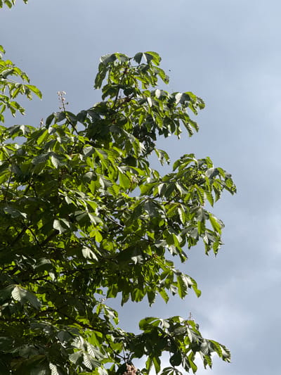 The image depicts a tree with green leaves against a light blue sky, possibly in Clichy, France. The composition focuses on the upward view into the tree canopy, capturing the interplay of light and shadow on the leaves. The leaves are a vibrant green, and their arrangement creates a dense, textured pattern against the sky. The sky is a pale blue with some clouds, suggesting daylight. There are no visible people, subjects, or objects other than the tree and sky. The primary action is the natural growth and movement of the tree in the environment.