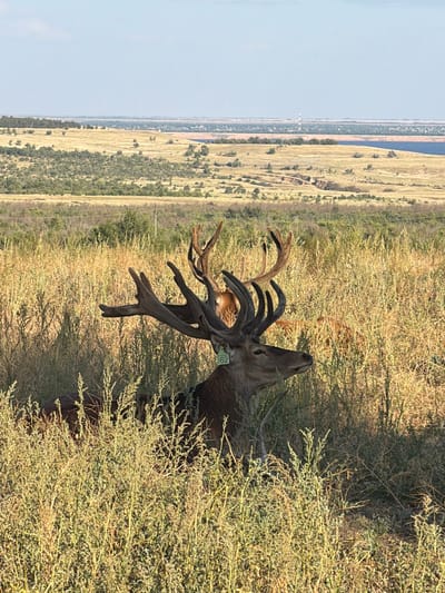 The image depicts a mature male red deer with an impressive rack of antlers, partially obscured by tall, dry grasses. The deer is facing to the right of the frame, with its head and upper body visible. A green tag with the number "62" is attached to its left ear. The deer is situated in a field with sparse vegetation and trees in the background, suggesting a rural or natural environment. The landscape beyond the field is rolling hills with scattered trees and a distant body of water, possibly a reservoir or lake. The sky is clear and blue, indicating a sunny day. The background elements, such as the topography and the presence of a distant industrial structure (possibly a power line pylon or a water tower), are consistent with the environment found in the vicinity of Gornyi Balyklei, Russia.