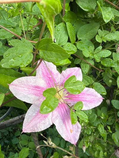 A close-up shot captures a blooming pink clematis flower, its petals delicately tinged with white and adorned with water droplets, suggesting recent rain. The flower is nestled amongst vibrant green foliage, also glistening with water. The scene is set outdoors, likely in a garden or park, given the presence of the clematis plant and its surrounding vegetation. The image does not contain any discernible elements that would suggest its location within the city of Sukhodol, Russia, or any other specific geographical area. There are no people or human activity depicted in the photograph. The focus is entirely on the natural beauty of the flower and its immediate environment.