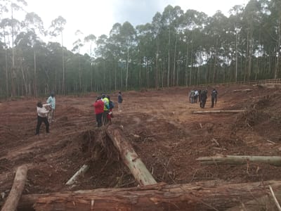 The image depicts a deforested area in Moticho Ward, Kenya. A group of people are standing on muddy, disturbed earth among felled logs and debris. Some people are wearing casual attire, others are dressed in suits. A line of tall trees stands at the edge of the clearing, and a low fence is visible further back. The sky is overcast.