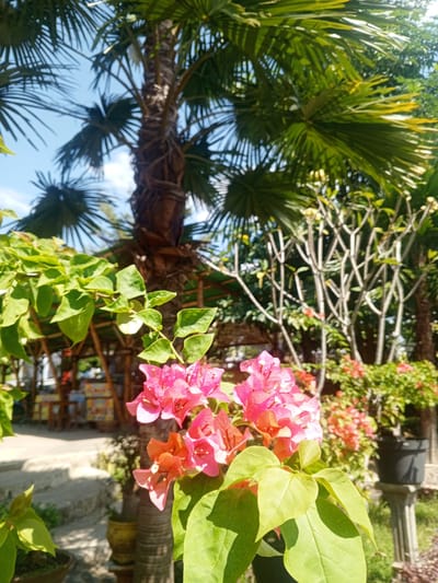 This image depicts a bright, sunny outdoor scene in Darsono, Indonesia. In the foreground, vibrant pink and orange bougainvillea flowers bloom on a plant with large green leaves. Behind the flowers, the textured trunk of a palm tree is visible, reaching up towards a clear blue sky. Lush green palm fronds fan out from the top of the tree, casting shadows.
Further in the background, a rustic bamboo structure with a thatched roof is present. The area appears to be a walkway or patio, with a concrete surface and some steps. Several other plants and trees, including bare branches of a frangipani tree and potted plants, populate the background, suggesting a garden or outdoor seating area. Sunlight illuminates the scene, creating dappled shadows on the ground. No people are visible in the frame.