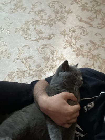 A gray cat is cradled in someone's arms. The person is wearing a black t-shirt. The cat’s head is angled upward, and a hand gently holds the cat's torso. The background is a patterned wallpaper, featuring beige floral and leafy designs on a light background. The lighting is soft and diffused, casting subtle shadows.