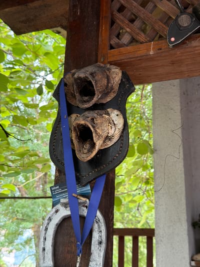 This is an outdoor medium shot of a rustic display featuring what appear to be dried fish heads mounted on a dark wooden plaque. The plaque is attached to a wooden beam, with a lattice structure visible to the left. A blue ribbon is draped over the plaque and also attaches to a silver horseshoe mounted to the right of the plaque. Green foliage and trees are visible in the blurred background, suggesting an outdoor setting in a leafy area.

A small black object with a circular emblem that reads "DAM QUICK 331" and a red "S" logo is attached to the wooden structure above and to the left of the fish heads. A small tag with German text is partially visible beneath the blue ribbon, with the word "Schlund" prominently displayed.

The overall impression is one of folk art or a quirky decorative display, possibly in a garden or outdoor recreational area. The time of day appears to be daytime, with natural light illuminating the scene. No people are visible in the image. The weather appears to be clear, allowing for outdoor visibility.