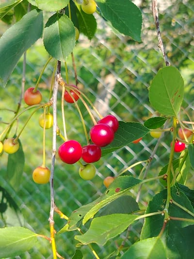 The image shows a close-up of cherries growing on a tree. Several cherries are visible, some bright red and ripe, while others are still green or yellowish, indicating a progression of ripeness. They are clustered on thin stems, attached to a branch with green leaves. The background is a blurred green foliage and a chain-link fence, suggesting an outdoor setting. The lighting appears bright, possibly indicating a sunny day. The focus is on the cherries and the immediate branch, with the background out of focus, creating a bokeh effect. The scene suggests a natural setting, likely a garden or orchard, given the presence of fruit-bearing trees and the fence. The overall mood is one of nature's bounty and the summer season. No text is visible in the image.