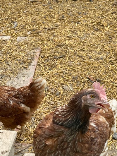 This image shows two chickens on a ground covered with straw and some dirt. One chicken is in the foreground, with its back to the camera. It is mostly brown with some white markings. The second chicken is in the upper right corner of the image, facing left and looking towards the camera. It has a pink comb on its head and its beak is open. This chicken is also predominantly brown with white and black feathers. The scene appears to be outdoors, possibly in a farmyard or coop, given the presence of straw and dirt. The lighting suggests it is daytime, likely with bright sunlight, as indicated by the shadows and the overall illumination of the scene. There is no visible text in the image. The location context of Zeneta, Spain, suggests this could be a rural setting.