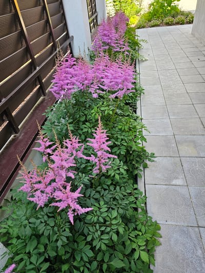 In the city of Berezka SNT (Krasnogorsky district), Russia, an outdoor scene captures a paved walkway next to a garden bed. The walkway is made of large, light gray square tiles with a patterned texture. To the left of the walkway, a garden bed is filled with lush green foliage and clusters of vibrant pink Astilbe flowers. The flowers have feathery, plume-like blossoms. A dark brown wooden fence borders the garden bed on the far left. The background shows a white building wall and more greenery. The lighting suggests it is daytime.