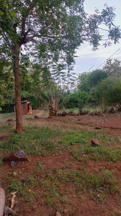 The image, correctly oriented horizontally, captures an outdoor, rural landscape in Igambang'ombe ward, Kenya. The scene features a dirt path or clearing that extends into the distance, bordered by trees and sparse vegetation.
The foreground consists of reddish-brown soil interspersed with patches of green grass and small stones. On the right side of the foreground, a dark, weathered tree stump is visible. To the left, a large tree with a substantial, dark trunk and dense green foliage dominates the left side of the frame, its branches reaching towards the sky.
Further along the path, towards the center of the image, stands another tree with a gnarled trunk and more sparse, upright branches, some appearing bare. Beneath this tree, a small, rustic wooden structure or pile of timber is discernable. The background is filled with a dense line of green trees and bushes, forming a natural boundary.
The sky, visible through the tree canopy, is light and appears overcast or hazy, indicating soft, diffused lighting with no harsh shadows, suggesting either early morning, late afternoon, or an overcast day. Faint utility lines are visible against the sky in the upper left. No people, animals, or discernible text are present in the scene. The landscape conveys a sense of a tranquil, natural environment typical of a rural Kenyan setting.