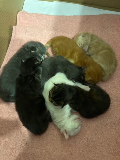 Nine very young kittens, characterized by closed or barely open eyes, are observed tightly huddled together, asleep. The group consists of one light grey, one orange, one light tan/cream, two dark grey, two black (one solid, one with faint tabby markings), and two white kittens. They are positioned on a light pink terry cloth towel, which serves as bedding within a brown cardboard box. A white sheet of paper is visible inside the box on the upper left. The scene is located in Korobovo, Russia.
