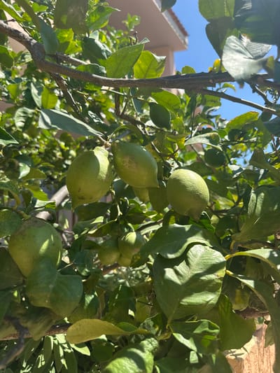 The image shows several unripe lemons hanging from a tree branch. The lemons are a light green color and appear to be bumpy. There are also green leaves and branches visible in the image. In the background, a building and a bright blue sky are visible. The image appears to have been taken outdoors on a sunny day. The context of Biddeputzi/Villaputzu, Italy, suggests this is likely a citrus tree in a residential or agricultural setting in that region.