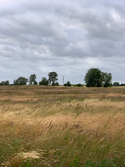 The image depicts a panoramic view of a meadow in Trzęsacz, Poland. The foreground is dominated by tall, golden-brown grass swaying in the wind. A line of trees, varying in size and density, stretches across the middle ground, forming a natural horizon. The sky above is overcast with heavy, gray clouds. In the distance, a few man-made structures, including what appear to be telecommunication towers and utility poles, are visible amongst the trees. The overall impression is one of a rural, windswept landscape under a cloudy sky.