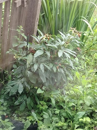 A medium shot captures a patch of lush, green foliage and a wooden fence in Geologorazvedka, Russia. The foreground is dominated by a large plant with broad, dark green leaves, many of which are glistening with water droplets, suggesting recent rain. Several of the plant's flower buds, some in various stages of decay, are visible, with hints of brown and red. To the left of this central plant, a weathered wooden fence constructed from vertical planks forms the backdrop. Behind the main plant, tall, sword-like green leaves, possibly from an iris or similar plant, rise vertically. The ground beneath the foliage is covered in smaller green plants and debris. The overall impression is one of a wild, somewhat overgrown garden area.