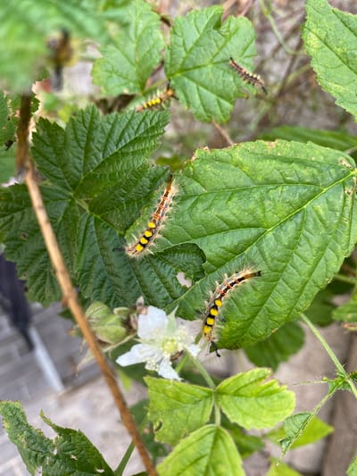 This media file captures a close-up view of several caterpillars on the leaves of a plant, likely a raspberry bush given the presence of a small white flower and developing fruit. The scene is outdoors, with a soft, natural light suggesting daytime. The leaves are a vibrant green, some showing signs of being nibbled by the caterpillars.

The main subjects are at least four caterpillars, each with a distinctive appearance. They have elongated bodies covered in fuzzy hairs. Their coloration includes yellow bands, prominent black markings, and some reddish or orange accents. Two caterpillars are particularly clear and in focus on a large, textured green leaf, showcasing their intricate patterns. Another caterpillar, smaller and more out of focus, is visible on a leaf in the upper left quadrant. A fourth is partially obscured on a leaf below the main cluster.

The activity taking place is the caterpillars feeding on the plant's leaves. The overall mood is one of nature's detail, focusing on the small-scale life within a garden or natural setting. Location cues are subtle, with the plant and its inhabitants being the primary focus. There is no visible text in the image. The background is blurred, showing hints of other greenery and a paved surface, possibly a garden path or patio.