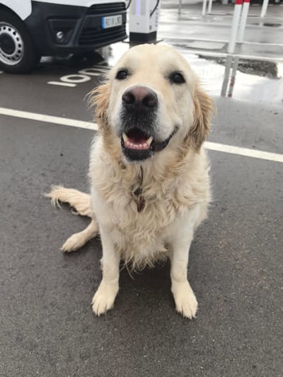 A Golden Retriever sits facing the camera on asphalt with painted white lines, presumably a parking area. The ground appears wet. A white van is partially visible in the background, with a license plate visible on the front. Charging stations stand nearby. The location can be identified as being in Sallent, Spain due to the license plate of the van.