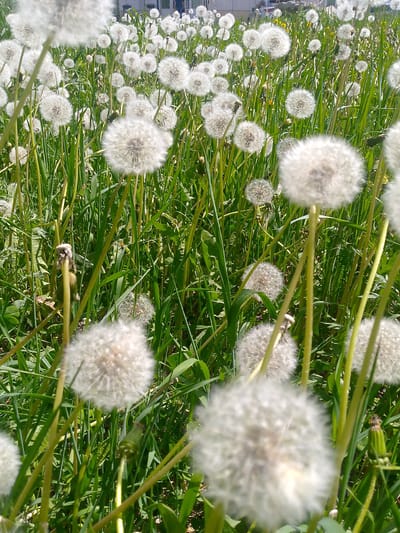 In Neryungri, Russia, a close-up, low-angle shot captures a field of dandelions in their fluffy seed stage. The foreground is dominated by several large, white dandelion seed heads, some in sharp focus, others blurred by the shallow depth of field. The dandelion seeds are spherical and delicate, with many individual filaments extending outwards. These are interspersed with tall, green grass stalks and leaves, creating a lush, natural environment. In the background, more dandelions of varying sizes and focus are visible, stretching into the distance. Hints of a building and possibly a vehicle can be discerned in the far background, suggesting the field is located near an urban or suburban area. The lighting indicates a sunny day, with bright sunlight illuminating the scene and casting shadows. No people or animals are present in the frame.