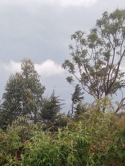 The image depicts a heavily vegetated outdoor scene under a light grey, overcast sky with visible clouds. A tall, dense eucalyptus-type tree with elongated light green leaves occupies the left side, extending into the upper left quadrant. Towards the right, a multi-branched tree with smaller, dark green leaves and a more open canopy dominates the upper right quadrant. Several darker green coniferous trees, possibly cypress or pine, are visible in the mid-background between the two larger trees. The lower third of the frame is filled with a dense mass of various green and yellowish-green shrubs and herbaceous plants. Two thin, black horizontal lines, consistent with utility wires, traverse through the foreground vegetation. No people, animals, buildings, or other artificial structures are discernible beyond the wires. The scene is located in Limuru Central ward, Kenya.