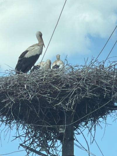 In Shchuchyntsi, Ukraine, a large, messy nest constructed from sticks sits atop a utility pole. Three storks are visible in the nest. One adult stork, predominantly white with black wings and a long, pointed beak, stands upright on the left side. Two younger storks, appearing downy and lighter in color, are nestled within the nest. The background consists of a bright blue sky with scattered white clouds, and thin wires crisscross the scene, passing over the nest. The image is taken from a low angle, looking up at the storks.