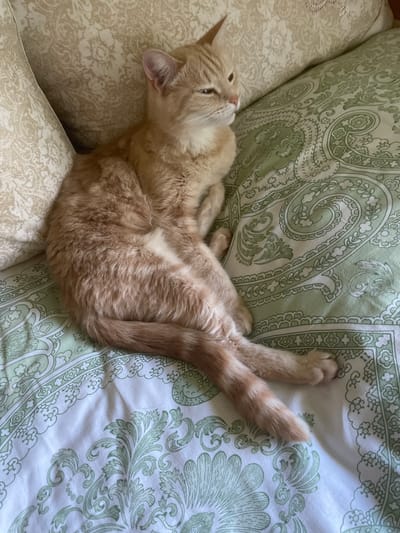 This media file features an orange tabby cat resting on a bed with patterned bedding. The cat is lying on its side, with its legs stretched out and its head tilted upwards, appearing relaxed. The bedding has a light green paisley design on a white background, with a darker green border. There are also light-colored pillows visible on the left side of the image, which also have a patterned design. The lighting suggests daytime, and the overall scene conveys a sense of peace and comfort. The cat's fur is a warm orange color with subtle tabby markings. The details visible on the bedding and pillows indicate an indoor setting, likely a bedroom. There is no visible text in the image. The location context of Коротиха, Russia, is provided.