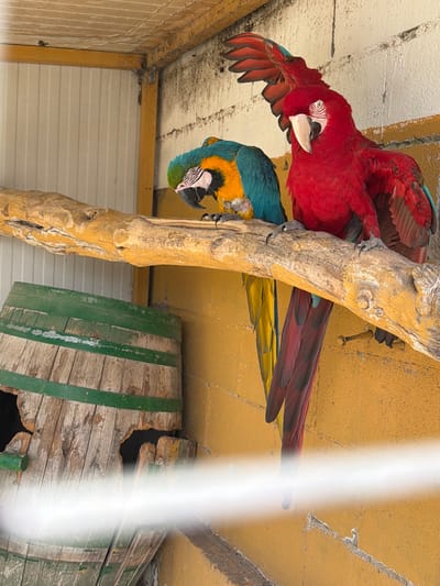 This image captures two macaws hanging upside down from a substantial wooden branch within an aviary in Olèrdola, Spain. A large, predominantly red macaw, possibly a Green-winged Macaw, is prominently featured in the foreground, with its wings partially spread and its head tilted, seemingly observing the viewer. Its distinctive white facial patch with fine red feather lines is clearly visible. Below and slightly behind it, a blue and yellow macaw, identifiable as a Blue-and-Yellow Macaw, also hangs inverted from the same branch, its vibrant plumage contrasting with the natural wood.
The setting indicates an enclosed environment, likely a zoo exhibit or private aviary. The background features a rough, yellow-painted concrete or stucco surface above the birds, and a white, slatted wall below. To the right, an old, weathered wooden barrel, painted with green vertical stripes, serves as a nesting box or shelter. The scene is illuminated by bright daylight. A vertical streak of white light partially obscures the right side of the image, affecting a portion of the blue macaw's tail feathers and the barrel. No text is visible in the image.