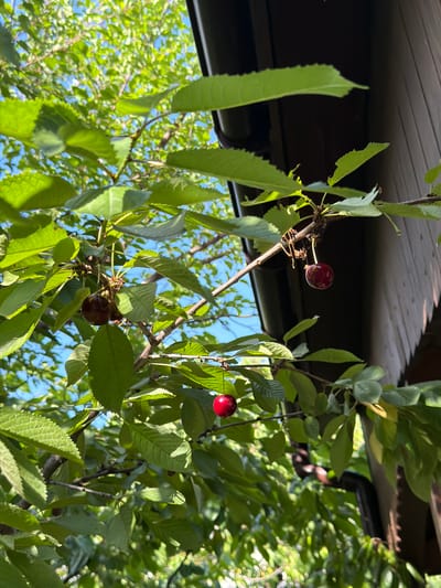 This media file shows a close-up view of a cherry tree branch laden with ripe cherries and lush green leaves. The cherries are a deep red, indicating they are ready for harvest. The leaves are vibrant green and appear healthy. The background is a blur of more green leaves and a bright blue sky, suggesting a sunny day. Part of a wooden structure, possibly a roof or awning, is visible in the upper portion of the image, casting a shadow over some of the branches. The image is taken from a low angle, looking up into the tree. The overall impression is one of a bountiful harvest in a natural, outdoor setting. No people are visible, and no text is present. The scene suggests a warm, pleasant day, likely in late spring or early summer, the typical season for cherries to ripen. The location context of Balivka, Ukraine, places this scene in an agricultural or rural area where cherry trees are common. The dappled sunlight and shadows suggest the time of day is likely mid-morning or afternoon. The focus is on the natural beauty of the fruit and foliage.