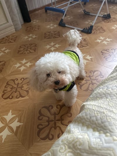 A small white dog with curly fur is standing on a tiled floor in what appears to be a room in Милицейский посёлок, Russia. The dog is wearing a bright green vest with black trim. The floor is made of square tiles with a wood-grain pattern and ornate brown and cream decorative elements. In the background, there is a glimpse of furniture and a metal folding rack with blue accents. A white patterned fabric is visible in the lower right corner of the image. The lighting suggests an indoor setting with natural light coming from the right.
