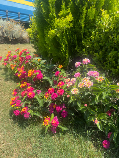 This media file shows a close-up of a vibrant garden bed with lush green foliage and clusters of small, colorful flowers. The flowers are primarily in shades of pink, fuchsia, and yellow, arranged in dense clusters. Some larger, bush-like green plants are visible on the left, with one appearing to be a conifer with feathery needles. The ground is covered in neatly trimmed green grass. In the background, a blue structure with yellow stripes is partially visible. The lighting suggests it is daytime, with sunlight casting shadows, indicating a bright, clear day. The scene appears to be outdoors in a well-maintained garden, likely in a temperate climate. There is no text visible in the image.