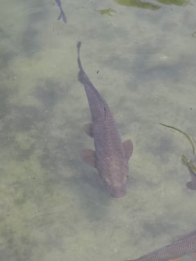 A single, large carp is swimming in shallow, murky water, illuminated by natural light. The carp is oriented diagonally in the frame, with its head pointing towards the bottom left and its tail towards the top right. Its body is dark brown, with visible scales, and its fins are partially extended. The water's surface reflects the surroundings, creating a hazy, diffused light that obscures the bottom of the pond. Small debris and aquatic plants are visible beneath the surface. Another fish is partially visible in the lower right corner of the frame, with its head submerged.