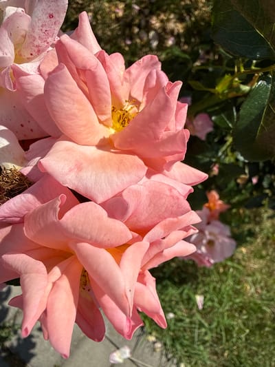 A close-up, vertical shot shows a cluster of pink roses in Yakushyntsi, Ukraine. The roses are the primary subject, with their delicate petals unfurling in soft focus. Some petals exhibit a speckled pattern of darker pink, hinting at variations within the bloom. The background is a blur of green foliage and grass, with other, less defined flowers visible in the distance. The lighting suggests a sunny day, casting subtle shadows on the petals and highlighting the textures of the flowers.