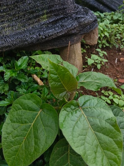 This image presents a close-up, ground-level view of vegetation and agricultural elements in an outdoor setting within São Félix do Xingu, Brazil. The foreground and midground are occupied by several large, dark green leaves, exhibiting an ovate to cordate shape with distinct, lighter-colored venation. A smaller, lighter green leaf, consistent with new growth, is visible centrally. In the upper portion of the frame, a segment of black, woven mesh fabric, identified as agricultural shade netting, is visible, draped over a vertical, cylindrical wooden post or stake. The background features reddish-brown soil with sparsely distributed smaller green plants and weeds. No human subjects, animals, or active interactions are depicted. The scene suggests a cultivated or semi-cultivated environment, such as a garden or nursery area.