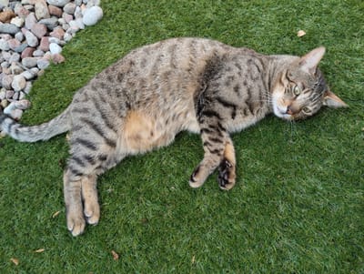 A tabby cat lies on its side on a patch of artificial grass, with a border of pebbles to its left. The cat's body is stretched out, and its head is turned to face the viewer. The cat's fur is a mix of brown, black, and grey stripes. Its eyes are green and appear alert. The background is a uniform green, simulating grass. There are no people or other animals visible in the image. The scene is outdoors, possibly in a garden or backyard. The location in the city of Koziegłowy, Poland is not discernible from the image itself.