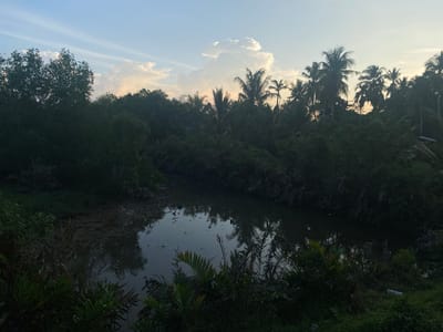 The image depicts a serene natural landscape at sunset, likely in or near Keudeublang, Indonesia, a region known for its lush vegetation and tropical climate. The scene is dominated by a winding, dark body of water that reflects the soft hues of the sky and the surrounding foliage. Dense greenery, comprising various trees, including prominent palm trees, lines the banks of the water, creating a sense of depth and enclosure.
In the foreground, the water's edge is bordered by thick, dark vegetation. The water itself appears still, with subtle ripples on its surface, possibly indicating a gentle breeze. The mudflats along the water's edge are visible, adding to the natural, untamed feel of the environment.
The sky above is a canvas of soft blues and pale yellows, with dramatic, billowy clouds catching the last rays of the setting sun. Wispy clouds streak across the sky, adding texture and visual interest. The overall impression is one of tranquility and natural beauty, characteristic of a tropical evening in Indonesia. There are no people or visible signs of human activity in the immediate scene, emphasizing the untouched quality of the environment. The composition suggests a moment of peaceful observation of nature's artistry.